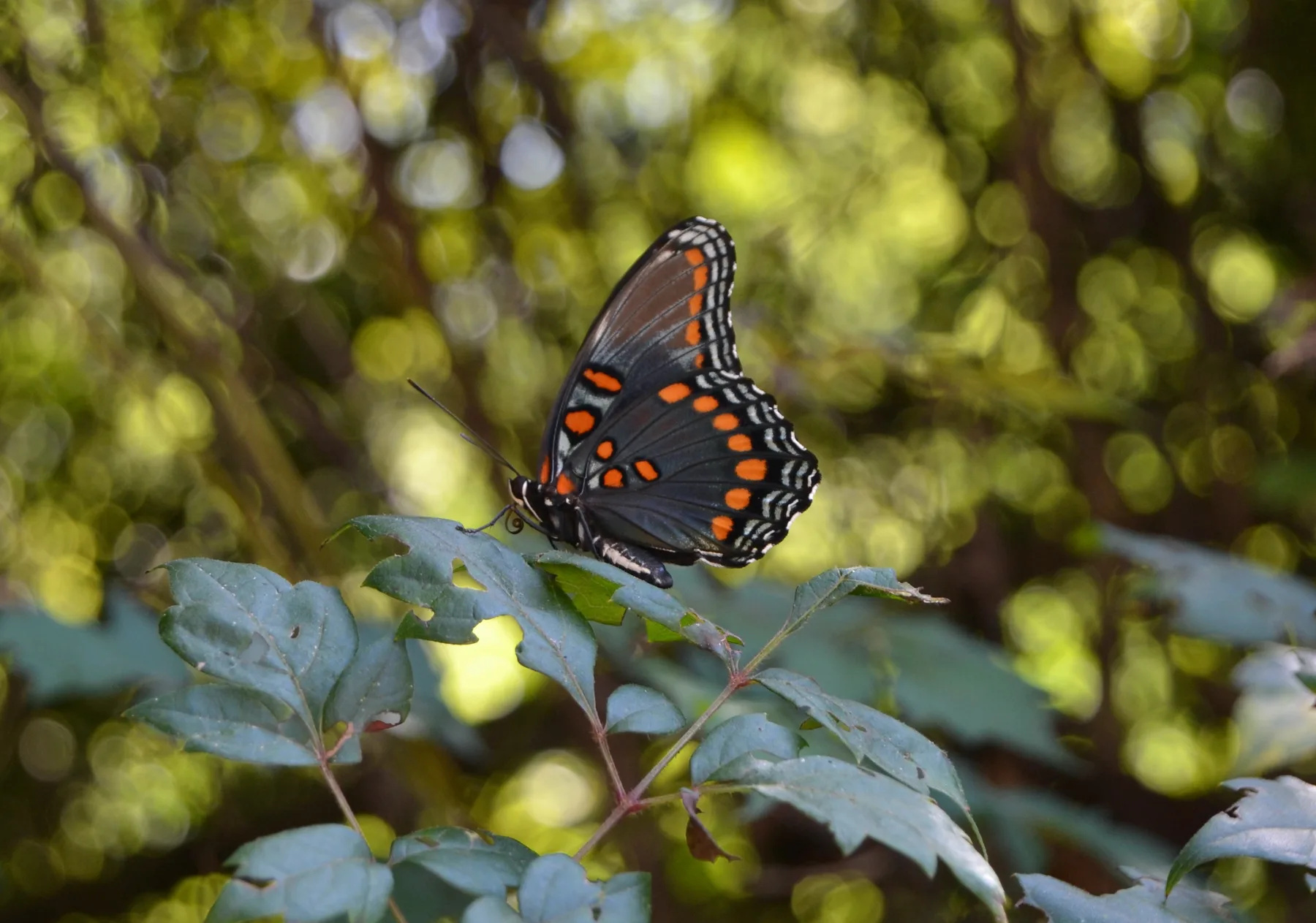 A red-spotted purple butterfly on the grounds
