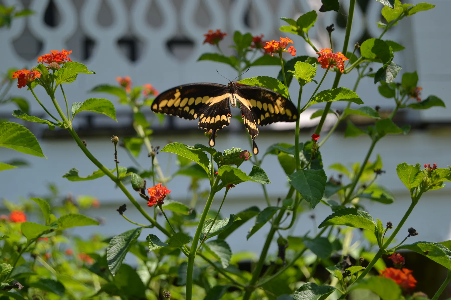 A giant swallowtail feeding on lantana