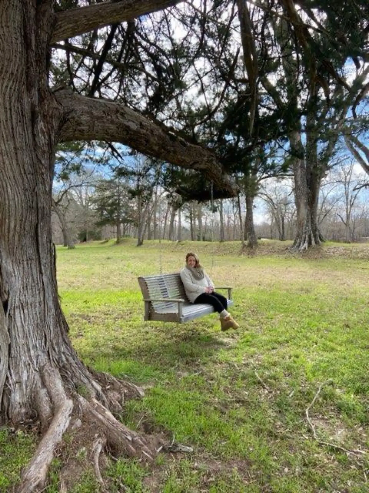 A swing hung from the old cedar