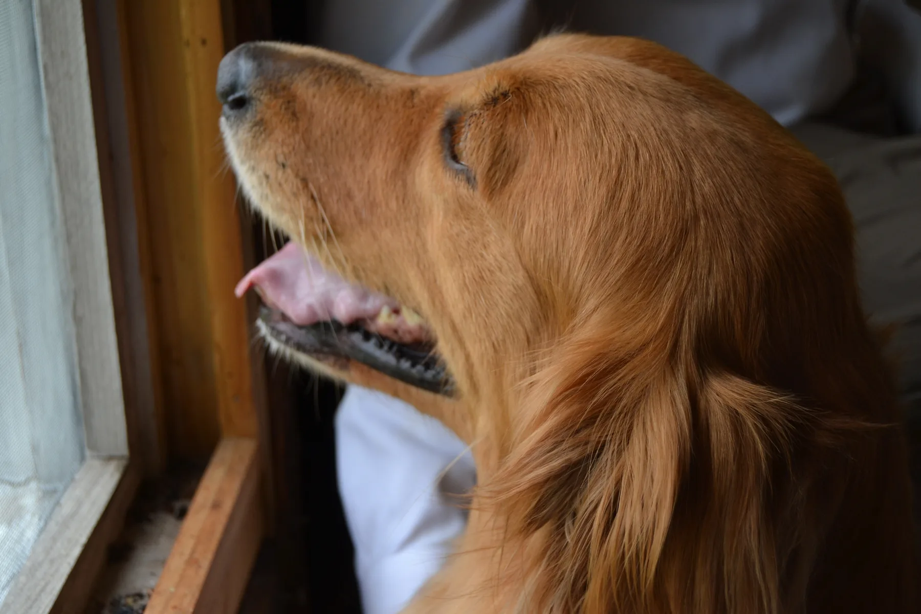 One of the retreat dogs on the porch