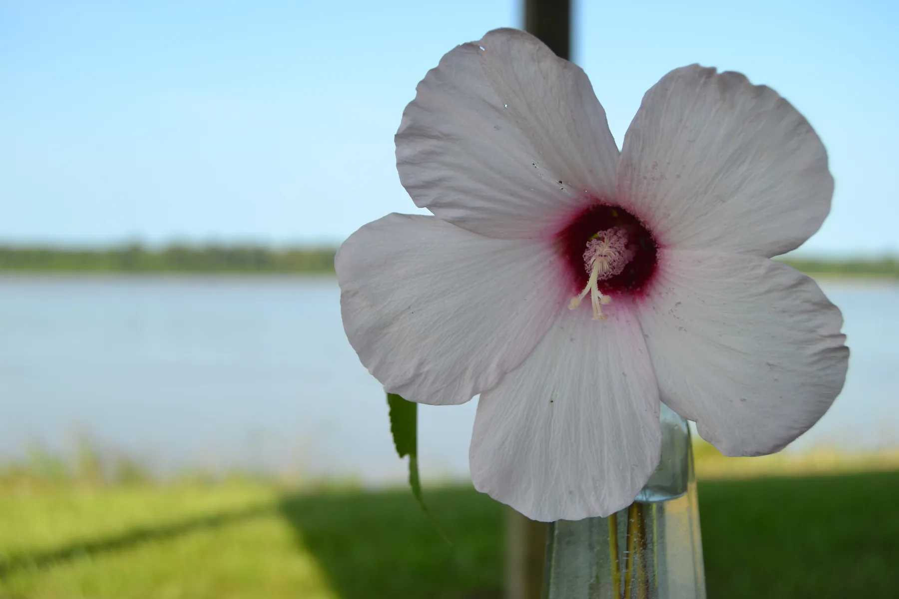 A white hibiscus blooming by the river