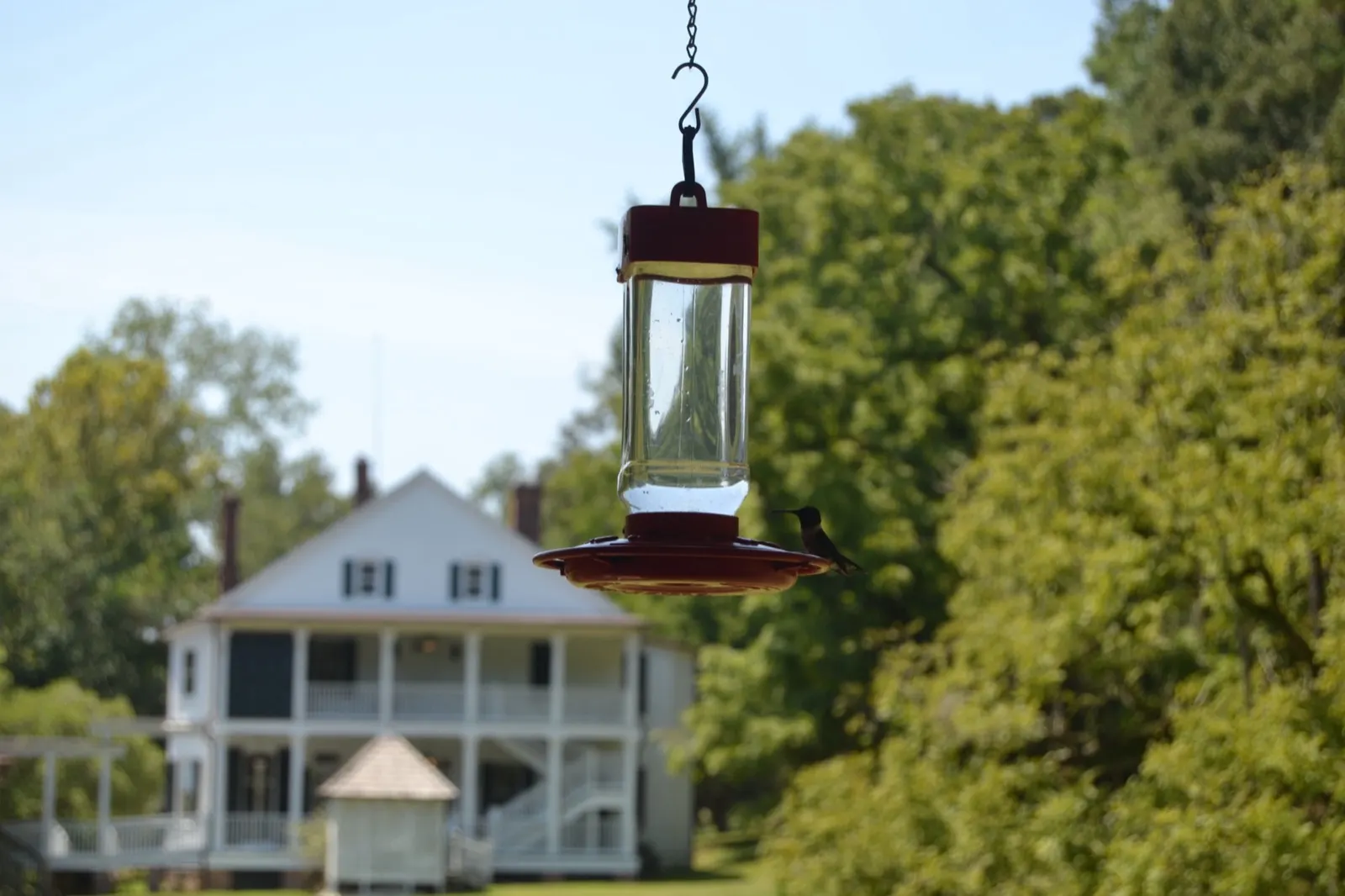 A hummingbird at the feeder, the home behind