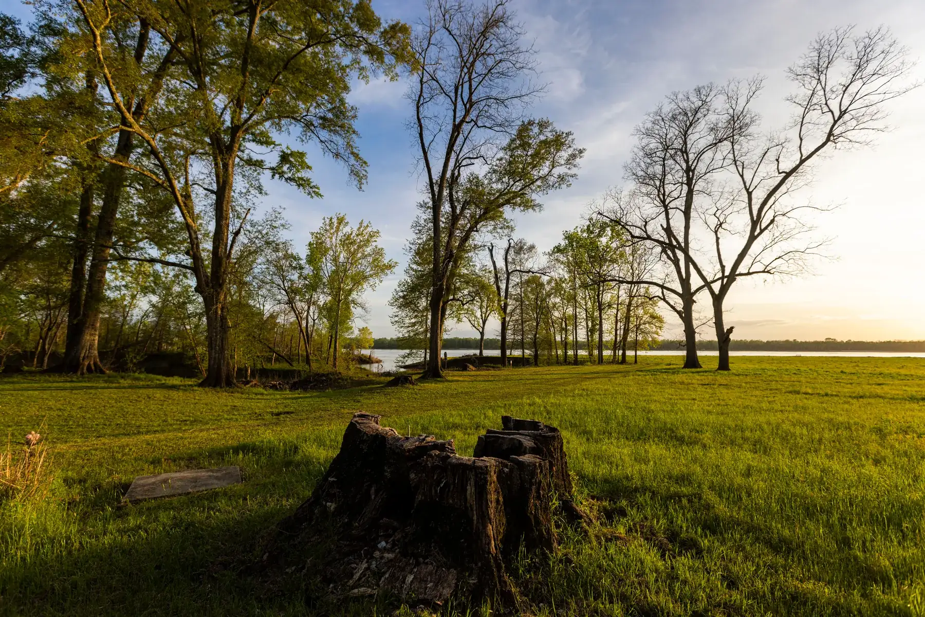 Oaks and open clearing above the Mississippi