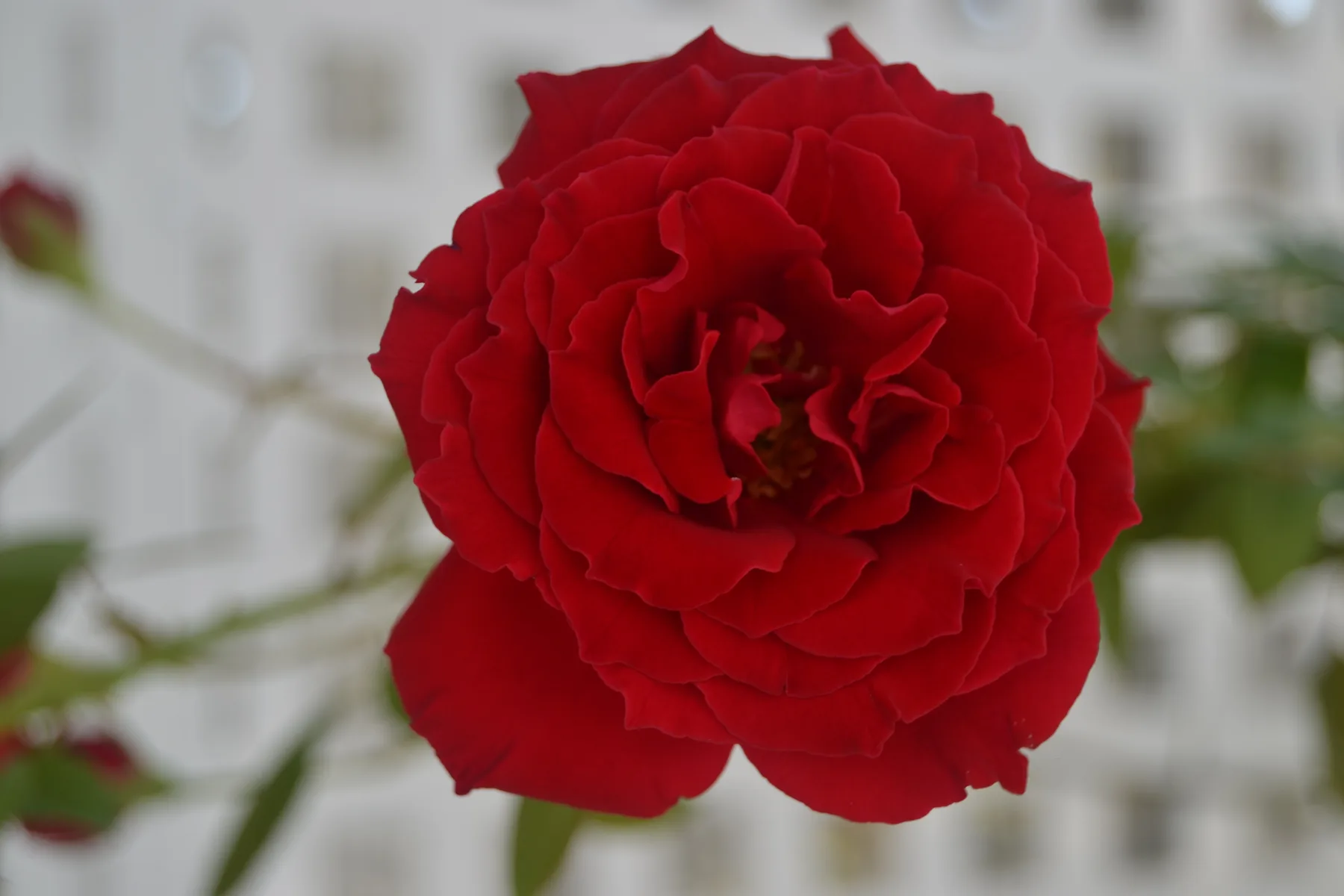A red rose in the garden